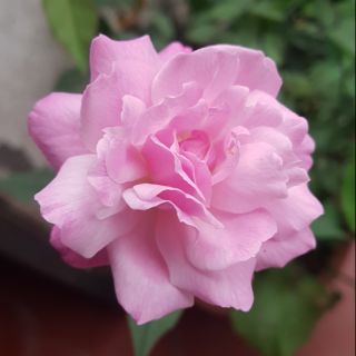 Cây hoa hồng quế chiết cành(cây giống có hoa luôn)
