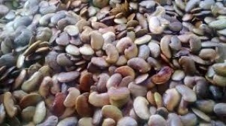 Hạt giống cây Sưa Đỏ (15 hạt)