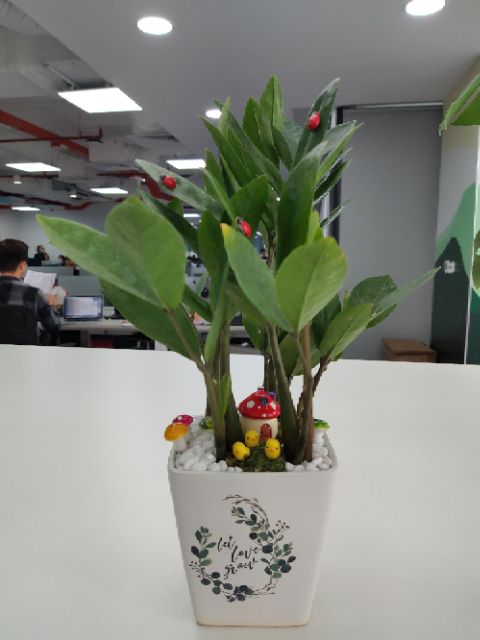 Chậu sứ vuông vát in hình siêu đẹp cỡ S2 (hình ngẫu nhiên)