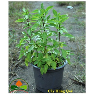 Combo 5 cây húng quế dễ trồng