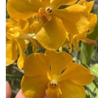 lan vanda.vanda lai chất lượng