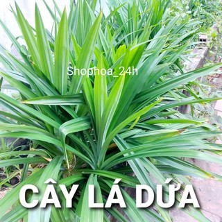 Cây lá dứa ( Cây lá nếp )