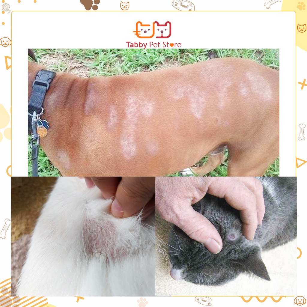 Sữa tắm chữa Nấm Nấm gàu Nấm da cho chó mèo thú cưng ALKIN FUNGAMYL chính hãng Tabby Pet Store