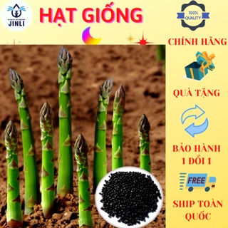 Gói 3 gram Hạt giống măng tây xanh JL22