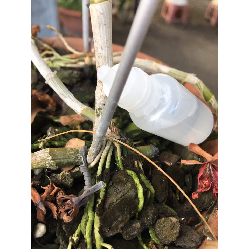 COMBO 10 chậu bí 20cm Đen tặng 01 lọ Keiki Growth