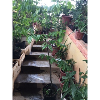 1 Cây khế ngọt sz to