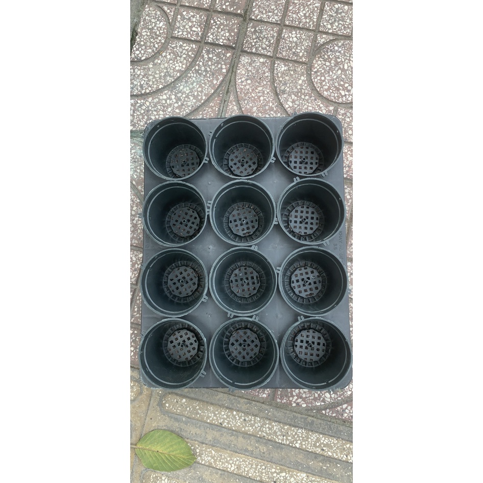 combo 5 bộ Chậu và khay 3.5 inch ươm kei hoa lan