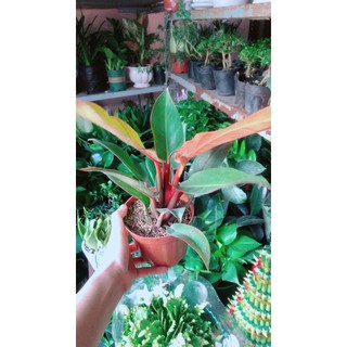 Đế Vương Đỏ Phong Thuỷ Tốt