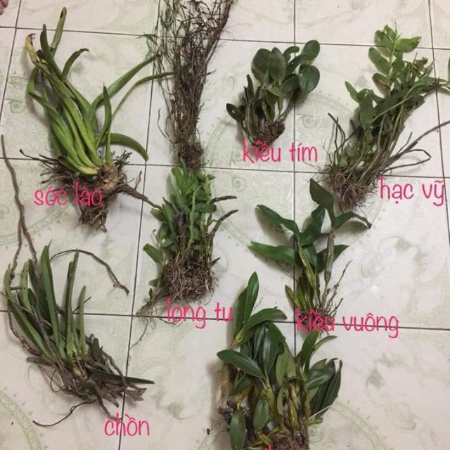 Hoa lan rừng tây bắc