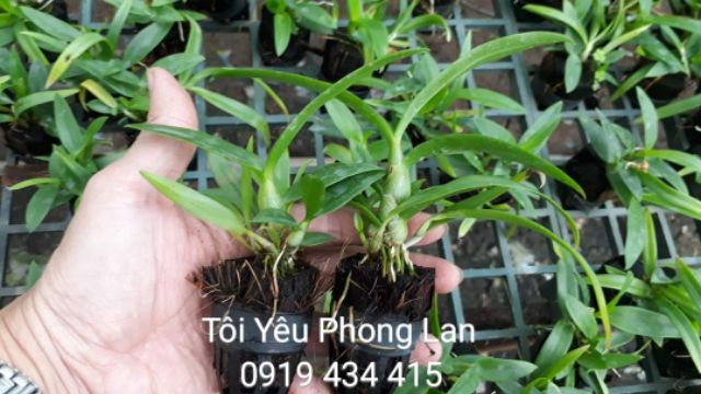 5 Cây giống hoa lan dendro màu,  dendro mini.  Lựa khác màu