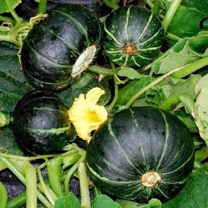 Hạt giống bí ngô mini siêu quả  .