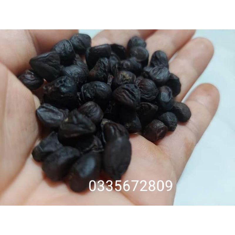 Hạt dổi rừng cây cổ thụ hơn 30 năm ( Gia vị tây Bắc )