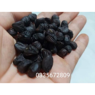 Hạt dổi rừng cây cổ thụ hơn 30 năm