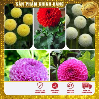 Hạt Giống Thược Dược Tổ Ong