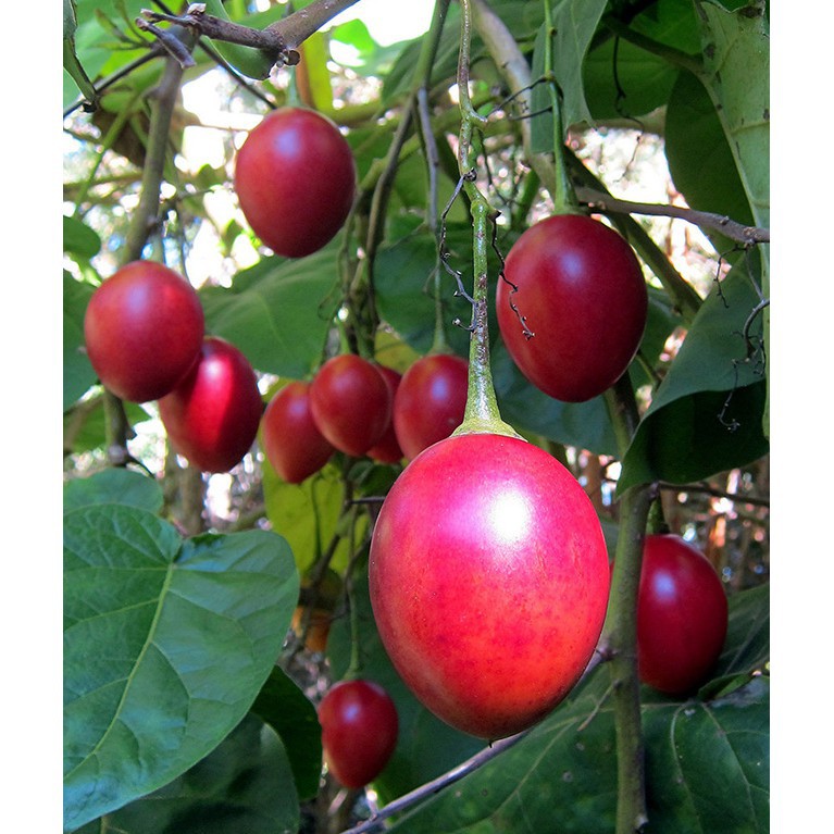 Bán FREE SHIP BỘ 10 gói hạt giống cà chua thân gỗ Tặng 2 phân bón tại Hạt Giống Bốn Mùa