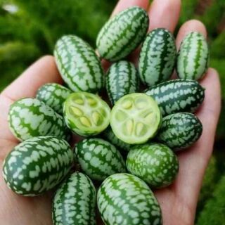 HẠT GIỐNG DƯA HẤU TÍ HON