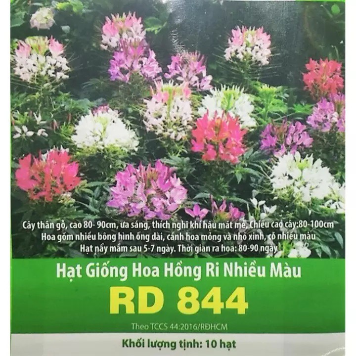 Hạt Giống Hoa Hồng Ri Nhiều Màu RD 844 10 hạt (Vườn Sài Gòn - Vuon Sai Gon)