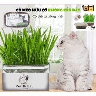 BỘ KIT TỰ TRỒNG CỎ LÚA MẠCH TƯƠI CHO MÈO Hộp 100gr AMITAVET
