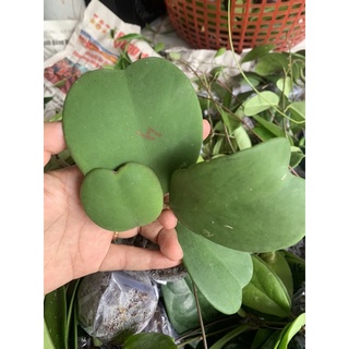 Cây giống cẩm cù lá tim