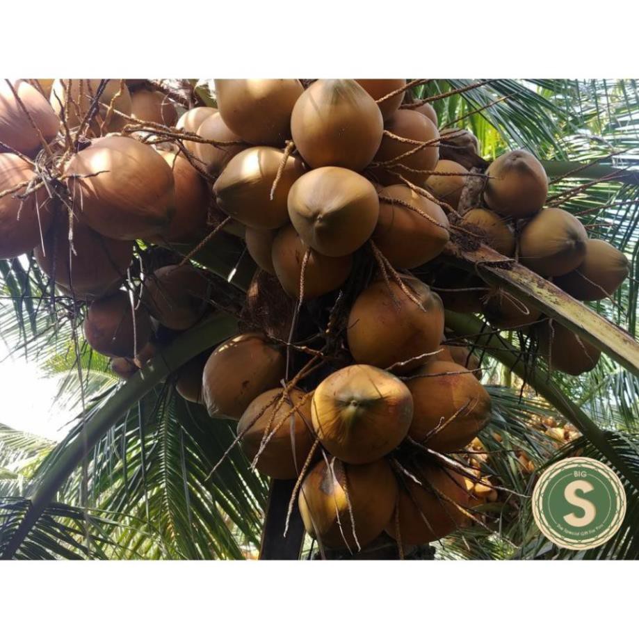 Cây Giống Dừa Mã Lai cho trái sau 2.5 năm trồng ( NHẬN THAM QUAN VƯỜN)