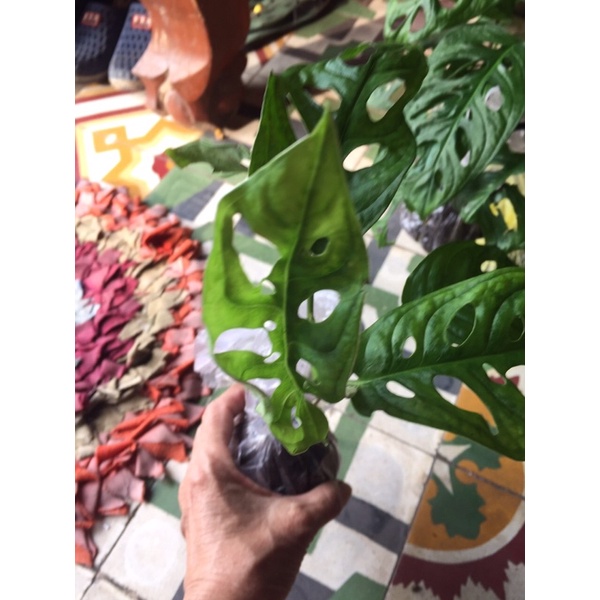 cây trầu bà lỗ