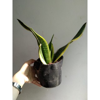 Lưỡi hổ Thái chậu nhỏ