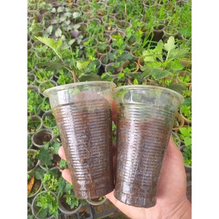 cúc cổ  N6