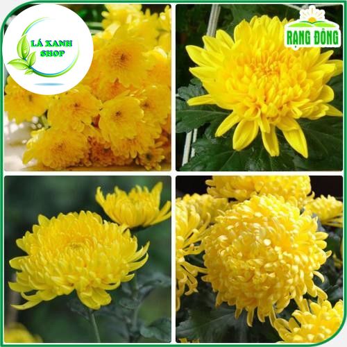 Hạt giống Hoa Cúc Vàng Đại Đóa Dễ Trồng, Thân Cao 70-90cm Trồng Chậu (gói 0,1 gram) - Hạt giống Rạng Đông