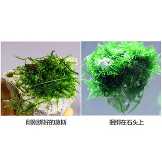 Cước siêu mảnh chuyên dụng buộc rêu vào lũa