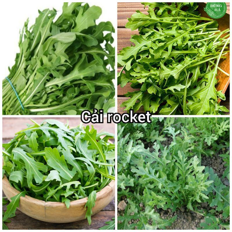 Hạt giống rau cải rocket dễ trồng sinh trưởng khoẻ