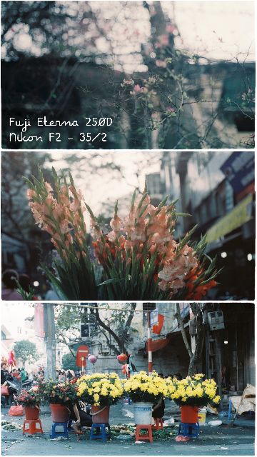 Film điện ảnh Fujifilm Eterna 250D