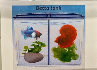 Bể cá betta 2 ngăn ( vách có thể tháo lắp)