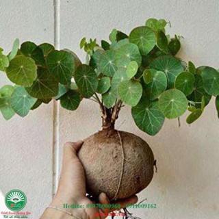 Củ Bình Vôi