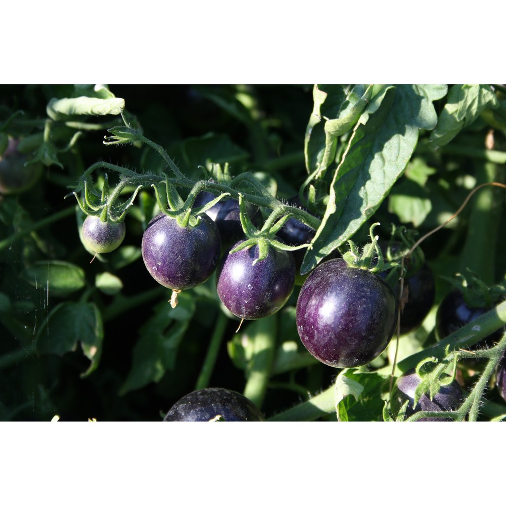 Hạt Giống Cà Chua Tím  - Dinh Dưỡng, Năng Suất Cao - MUA 3 TẶNG 1 CÙNG LOẠI