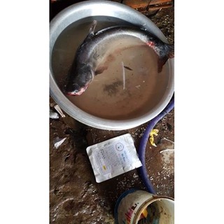Mồi Câu Cá TRA, TRÊ, CHIM,...