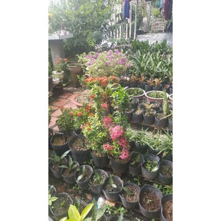 cây mẫu đơn lá nhỏ( bông trang lá nhỏ)