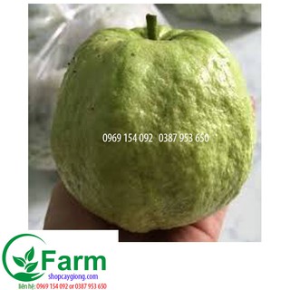 cây ổi nữ hoàng