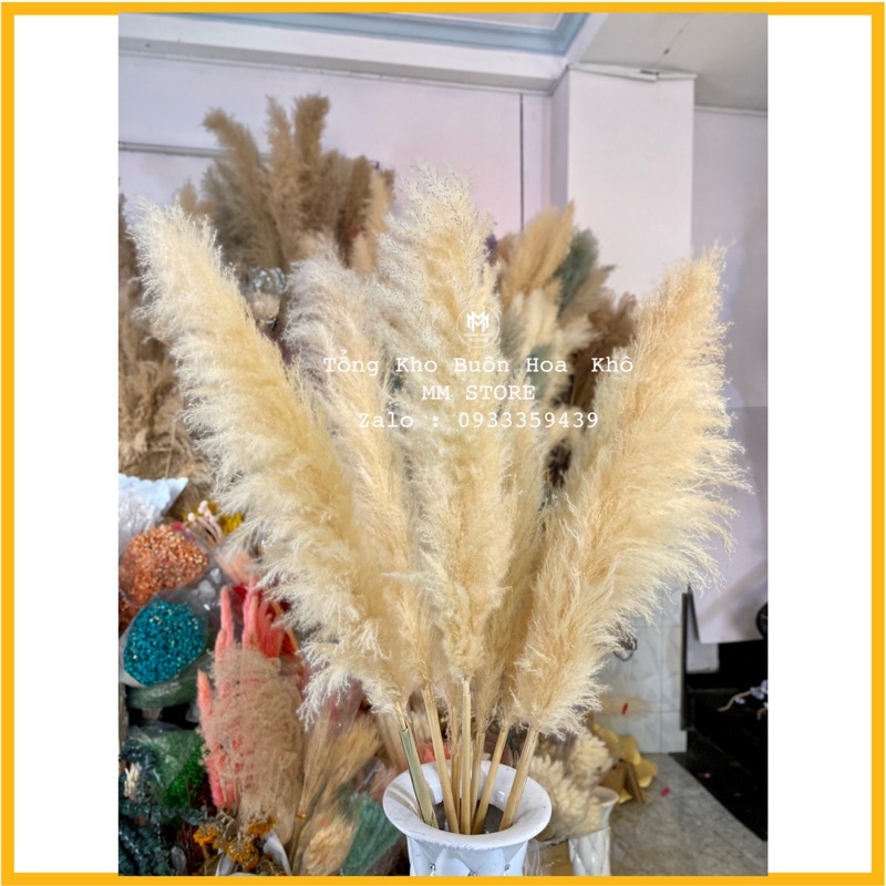 Hoa cỏ lau khô trang trí hoa cỏ lau xù màu kem siêu vintage chup ảnh