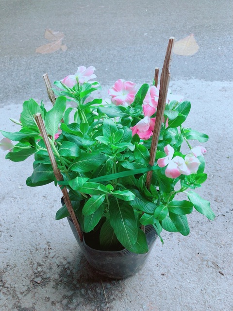 Hoa Dừa Cạn Màu Hồng (có sẵn hoa)