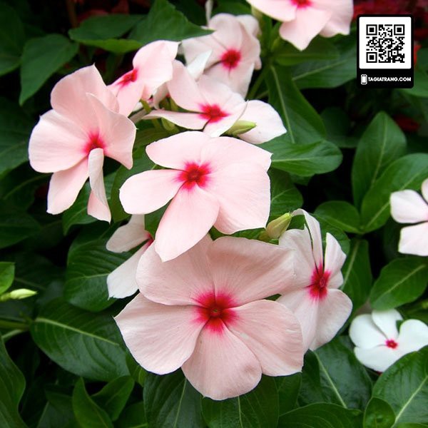 Hạt giống hoa dừa cạn đứng mix màu ( nhiều màu khi ra hoa )