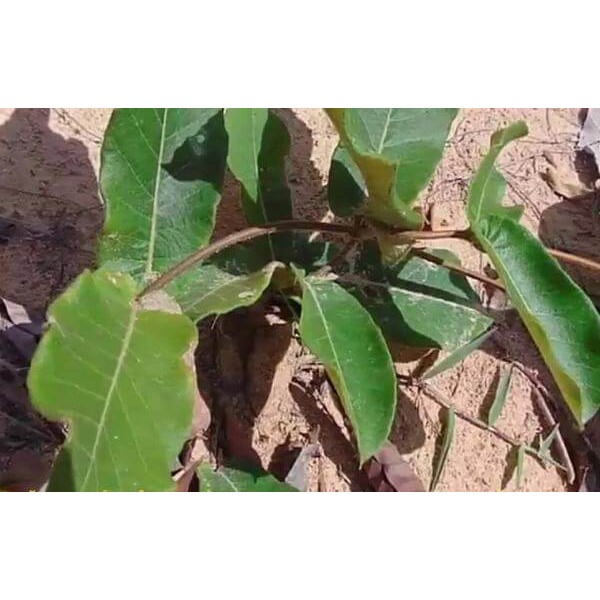 Cây Hà Thủ Ô Trắng