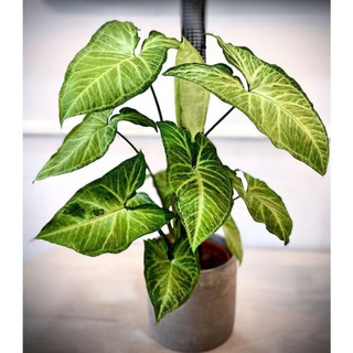 Bướm Syngonium Batik Podophyllum