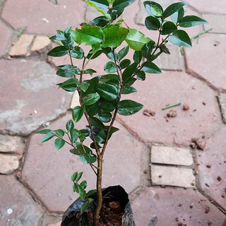 Nho gỗ tứ quý cho quả quanh năm