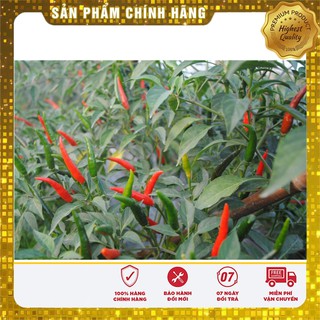 Hạt Giống Ớt Chỉ Thiên(30 hạt)
