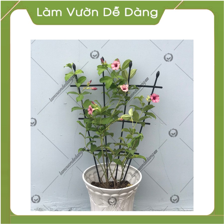 KHUNG QUẠT - Gía đỡ cho các loại rau, hoa leo , hồng leo.