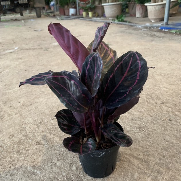 Cây đuôi công tím cao 20cm, nhiều nhánh lá xum xuê bắt mắt người nhìn, mang đến sự may mắn và thịnh vượng