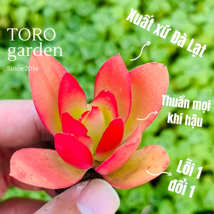 Sen đá tứ phương Đà Lạt size mini cây cảnh trang trí nhà cửa Toro garden