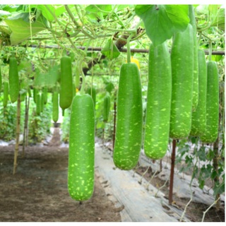 BẦU SAO LAI TRÁI DÀI CN-02