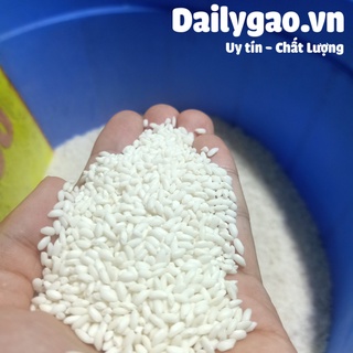 Nếp Cái Hoa Vàng ( Nếp Bắc )