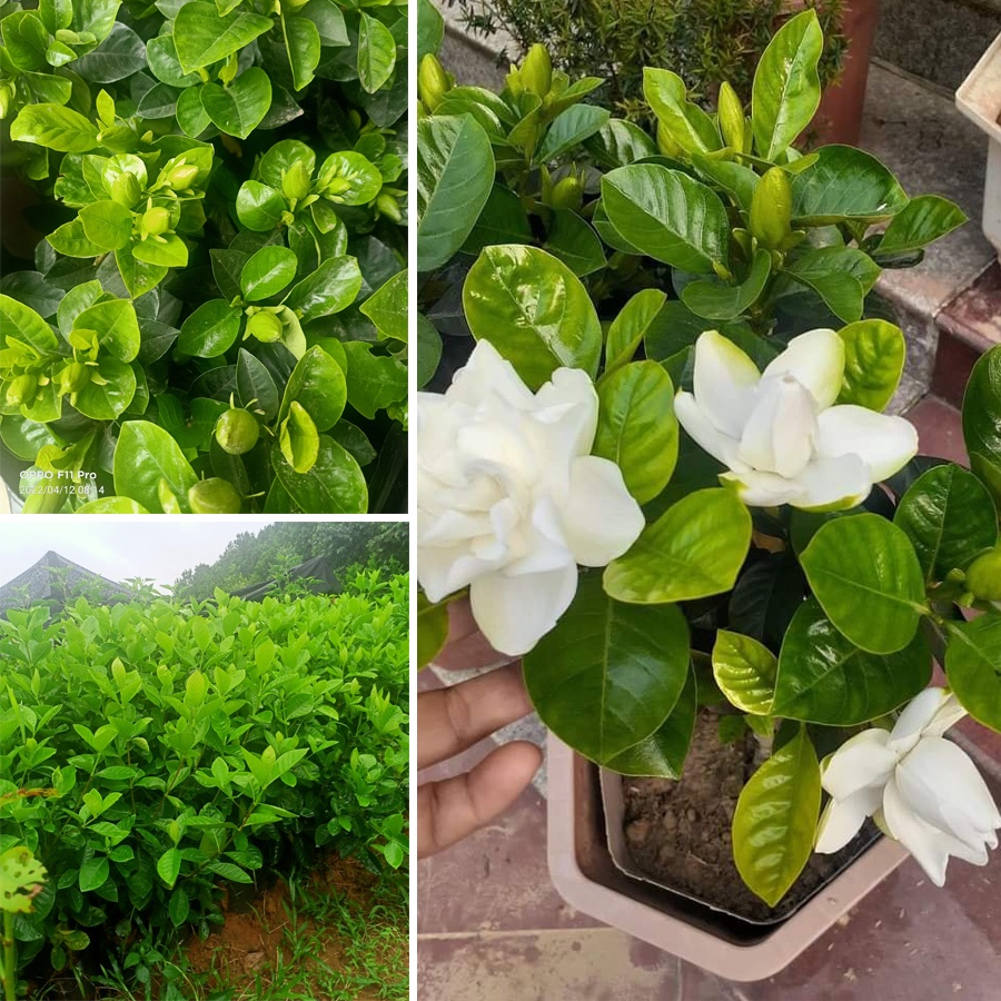 BẠCH THIÊN HƯƠNG SẴN NỤ